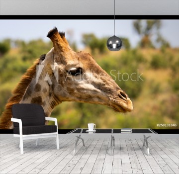 Picture of Giraffe portrait